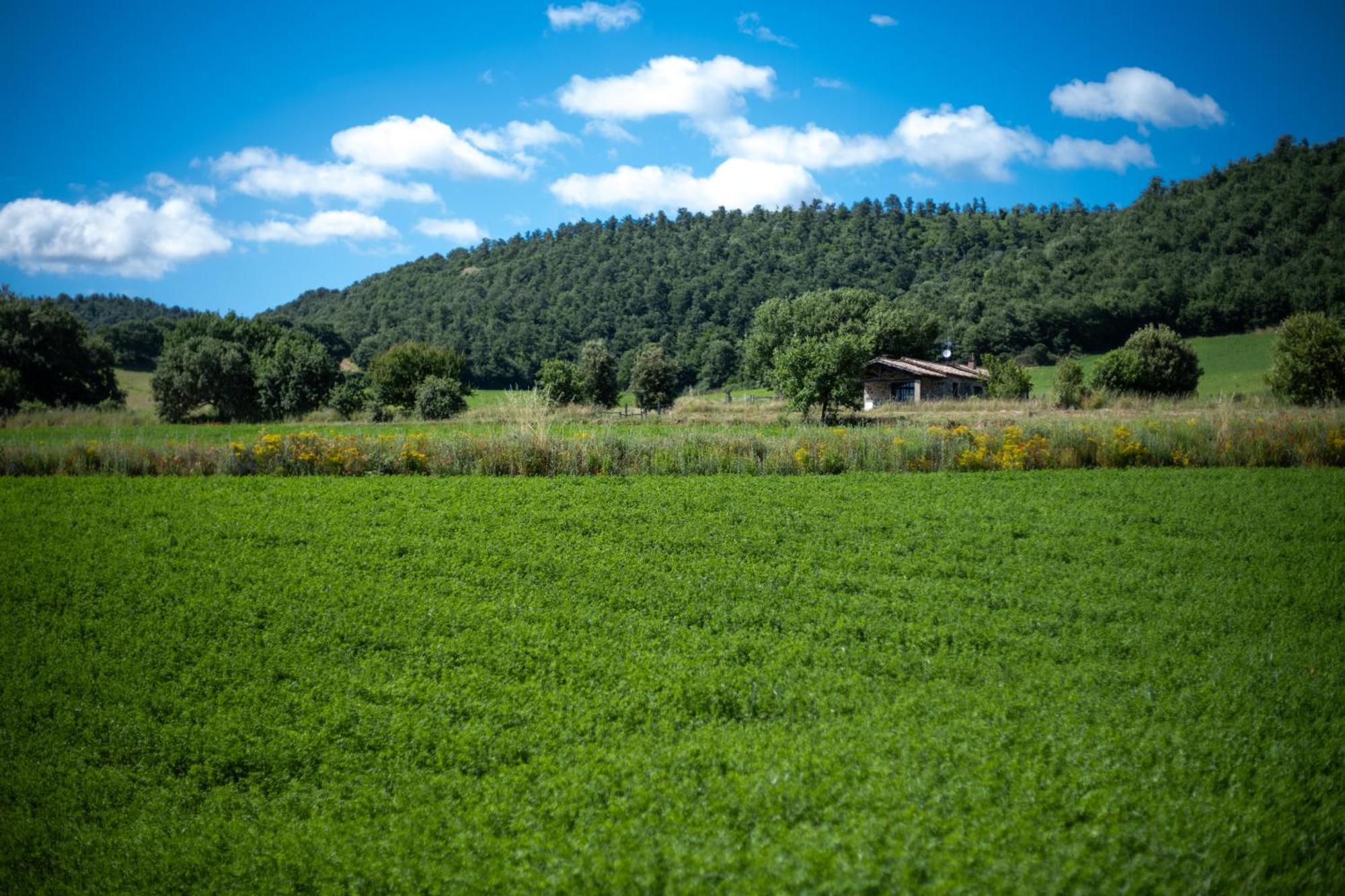Agri Relais Il Poderaccio Di ボルセーナ エクステリア 写真